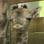 What This Winking Baby Giraffe Did As Soon As He Was Born Is.. | Kritter Klub