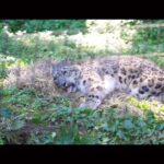ユキヒョウ大好きな♥️