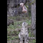 ユキヒョウ大好き06