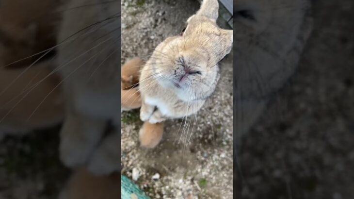 【混浴女子】うさぎ島