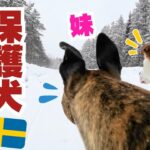 【北欧ファミリー】犬のリアルな日常🐶色々あった1日に完全密着🇸🇪