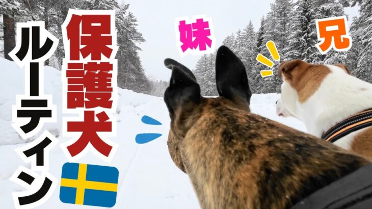 【北欧ファミリー】犬のリアルな日常🐶色々あった1日に完全密着🇸🇪