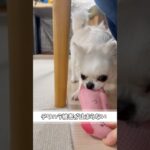 チワハラ被害が止まりませんpart2#あるある #チワワ #犬のいる生活