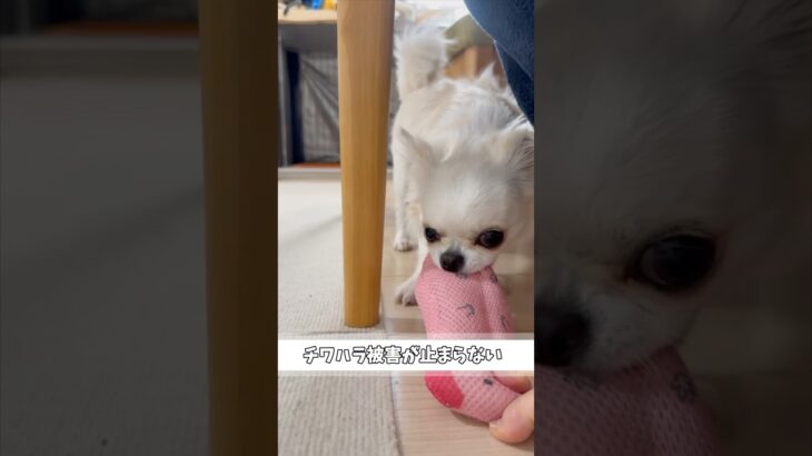 チワハラ被害が止まりませんpart2#あるある #チワワ #犬のいる生活