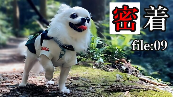 【密着!!#9】休日チワワの1日【軽登山系チワワ】