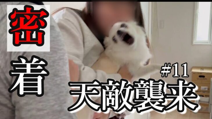 【密着#11】 吠えに始まり、吠えに終わる。番犬チワワの3日間！