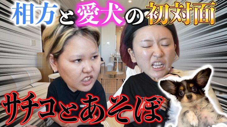 【初対面】急にワンちゃんに会わせたら先輩ママすぎてアッパレwww