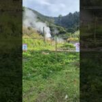 地熱ランド鰻温泉散策🌴♨️